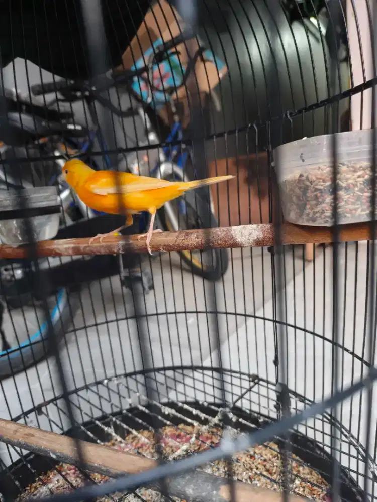 Burung kenari gacor