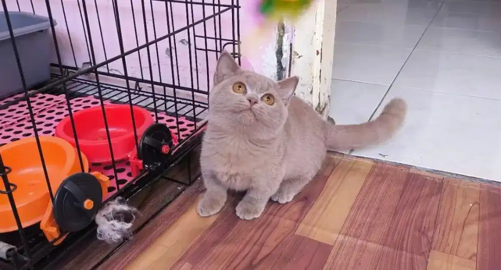 Kucing kitten munchkin bsh lilac betina