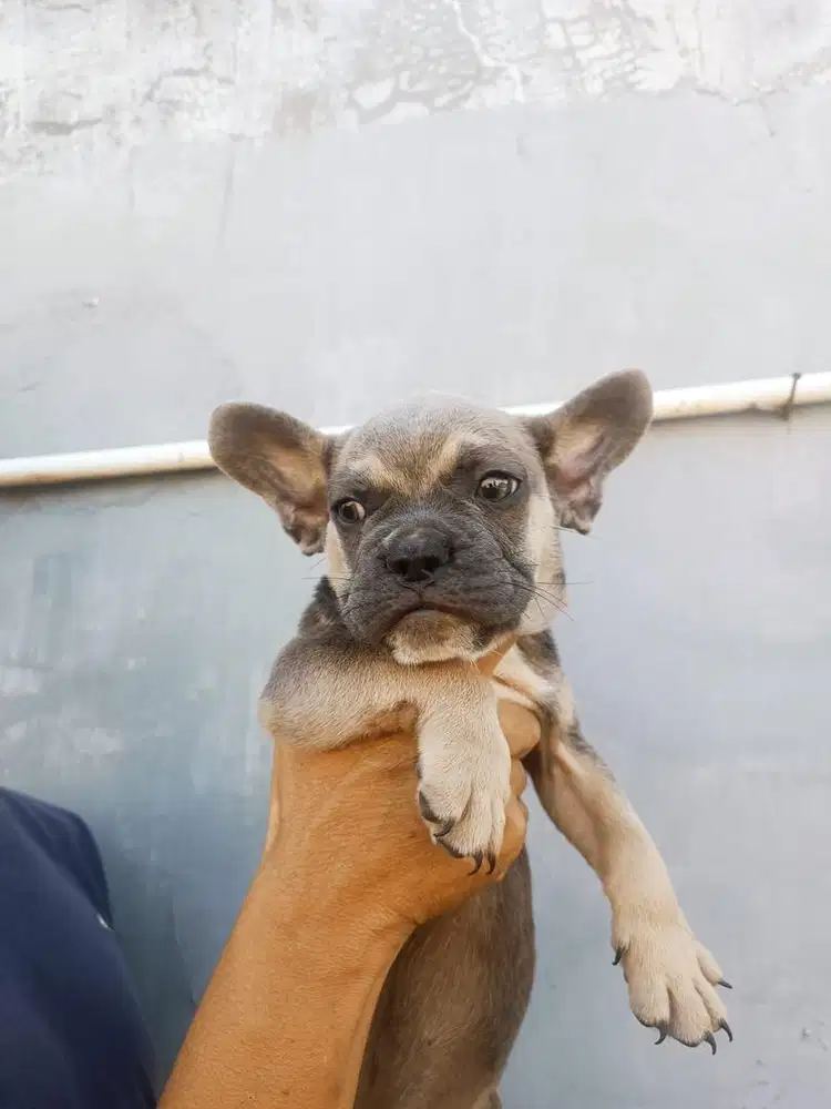 French Bulldog pure