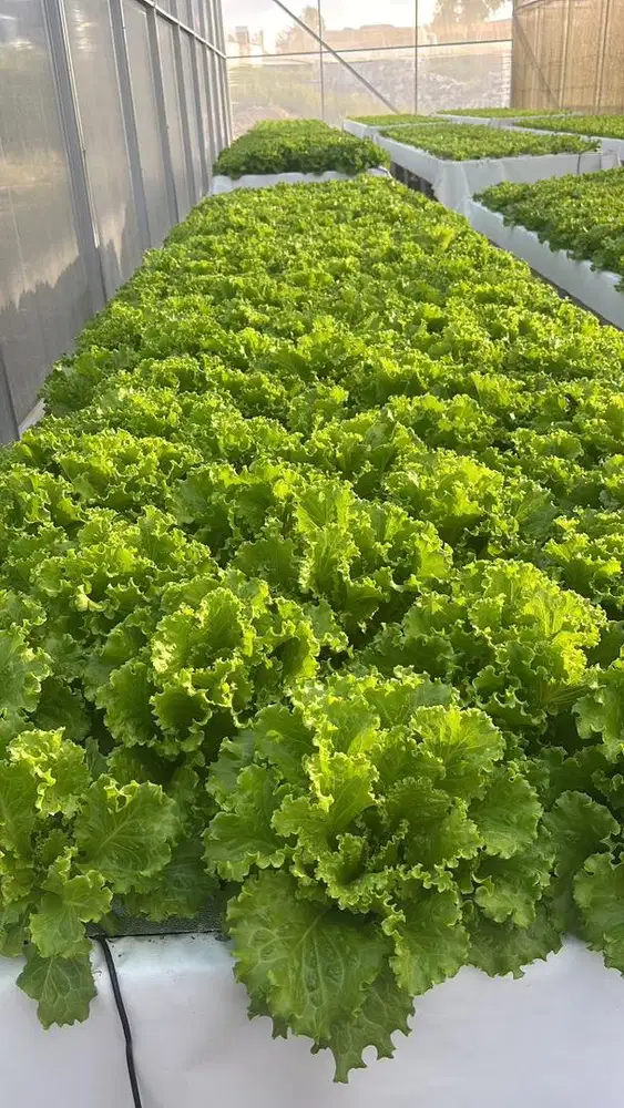 Selada keriting hydroponic