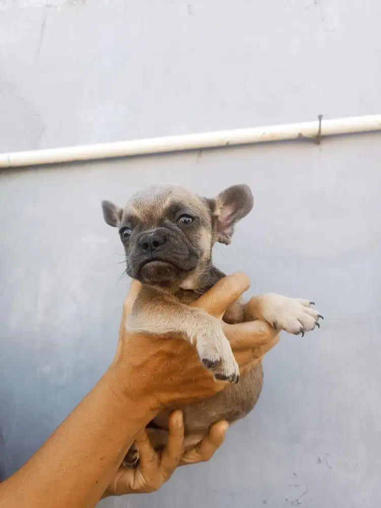 French Bulldog Pure