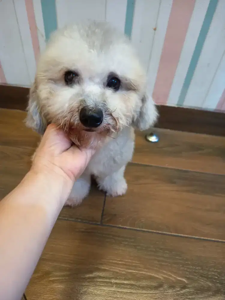 silver poodle male