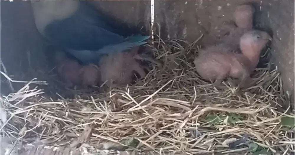 Cindil Lovebird lolohan bahan jinakan