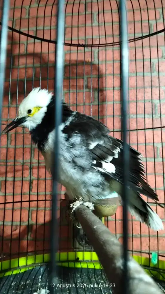 Jalak hongkong istimewah