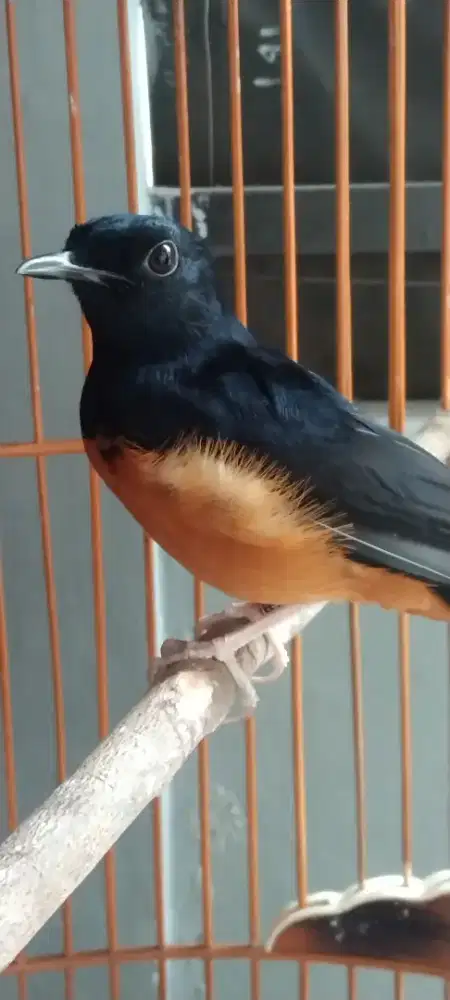 Jual burung murai