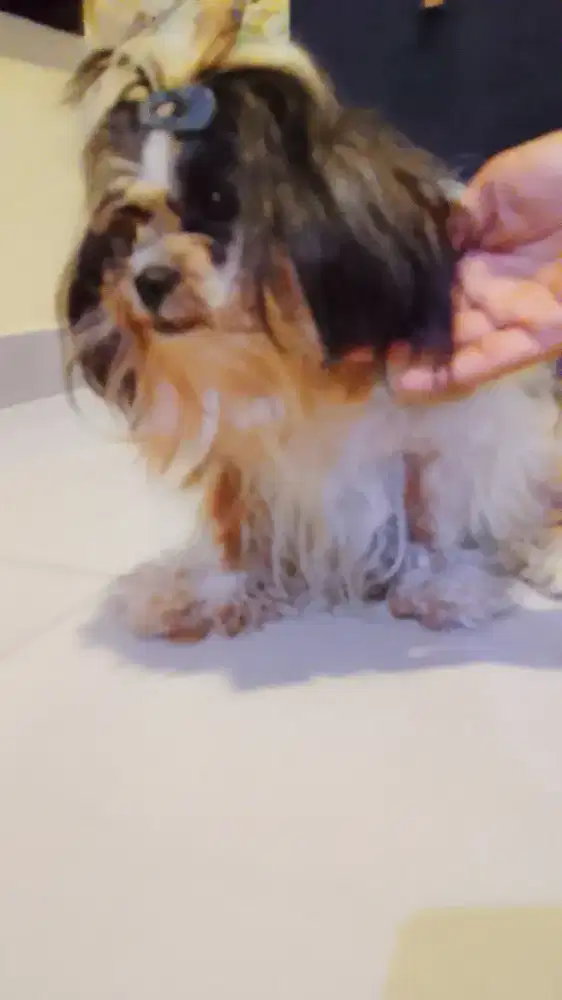 Anjing Shih Tzu