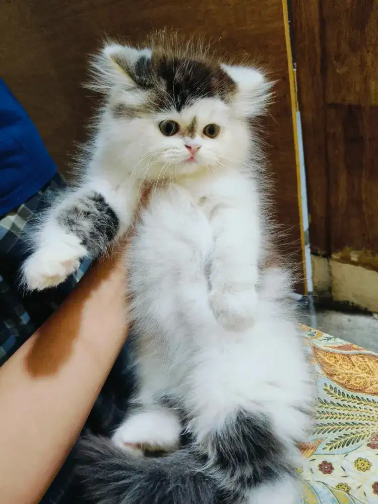Persia hitam putih