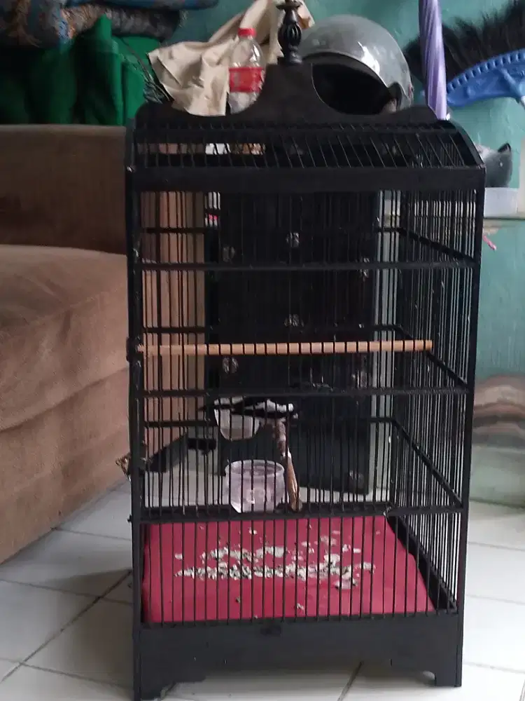 Burung kacer Jawa Barat fullset rajin bunyi