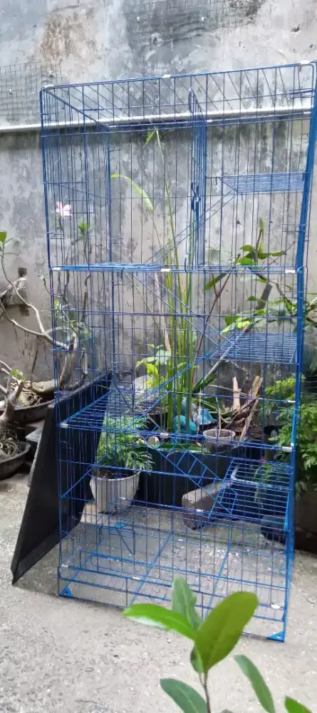 Kandang kucing-musang