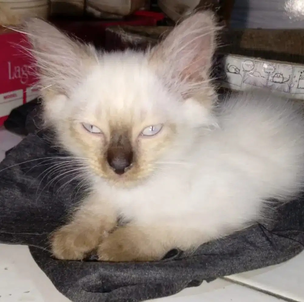 Kucing Ragdoll Mix Himalaya