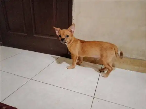 MixBreed Pincher-2