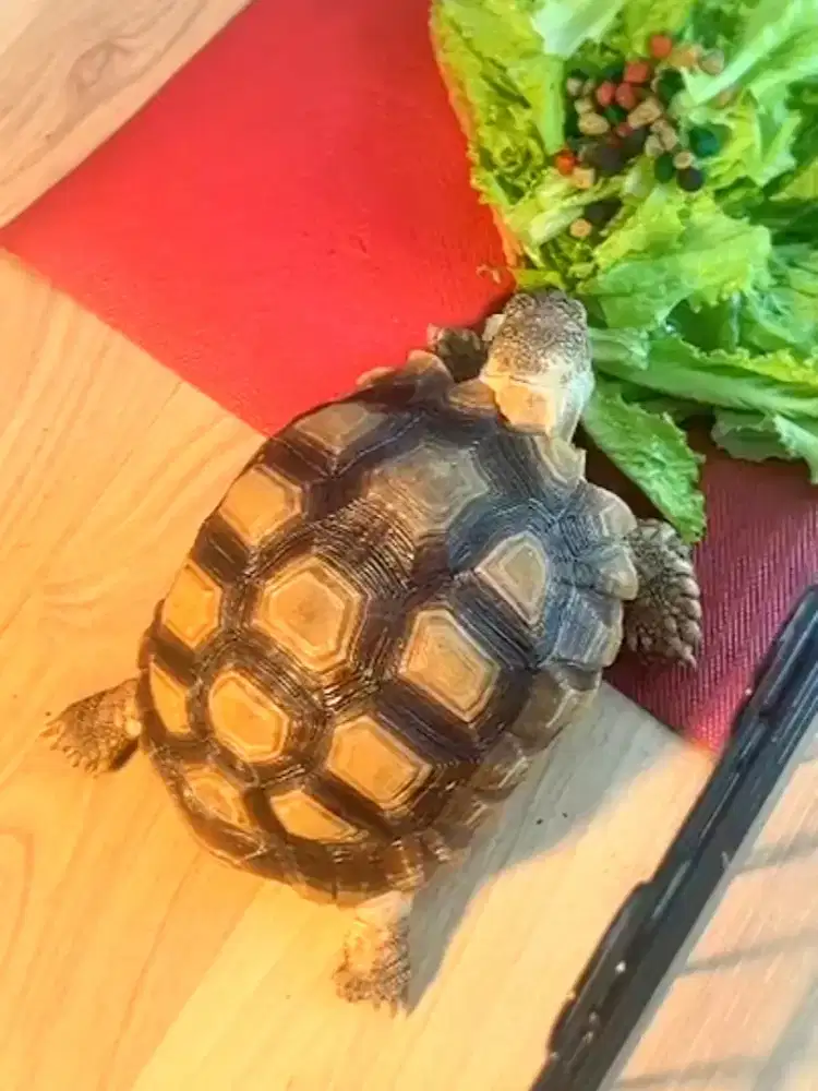Kura kura Sulcata Less Scute (12 Scute) 16 cm Simetris LANGKA