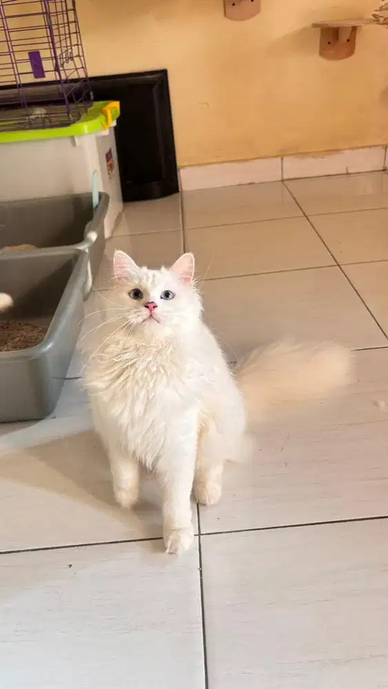 Kucing persia sepasang