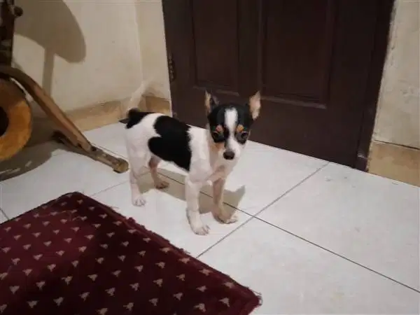 MixBreed Pincher - 3
