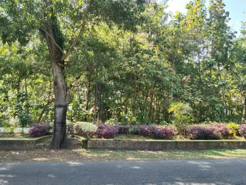 Dijual tanah sangat strategis daerah Kulon Progo harga nego