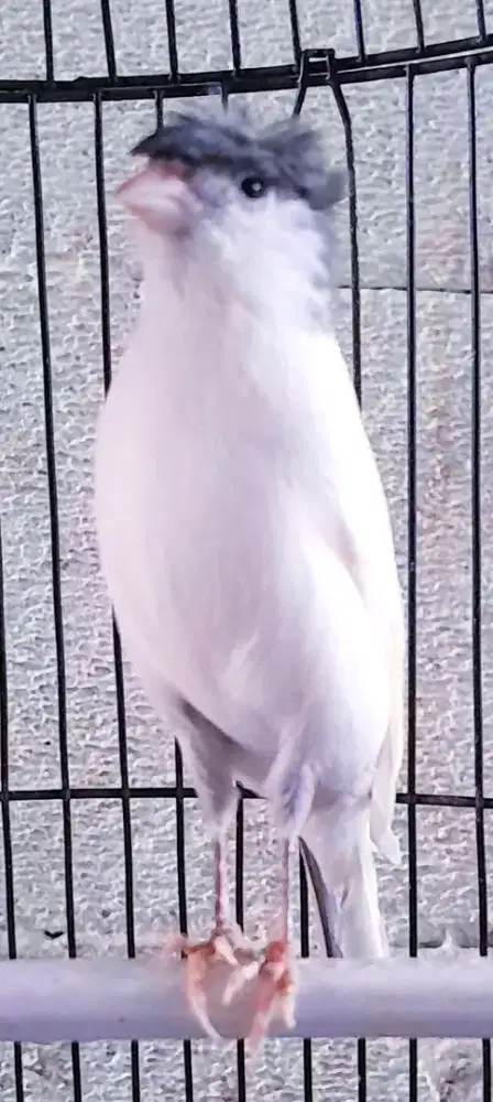 BURUNG KENARI JAMBUL CEKEP GACOR ISIAN SOGON PLAMBOYAN SISKIN MANTEP