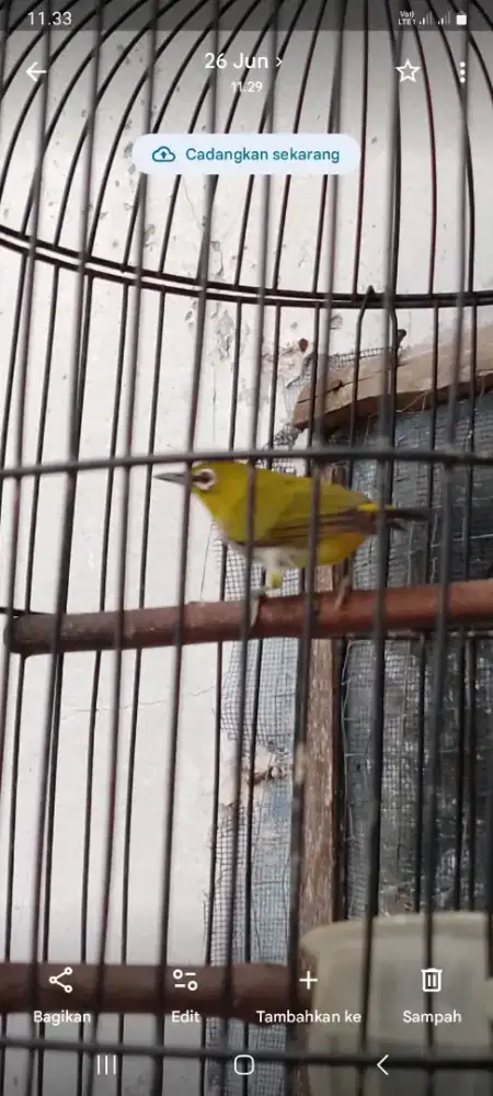 Jual burung kecil murah