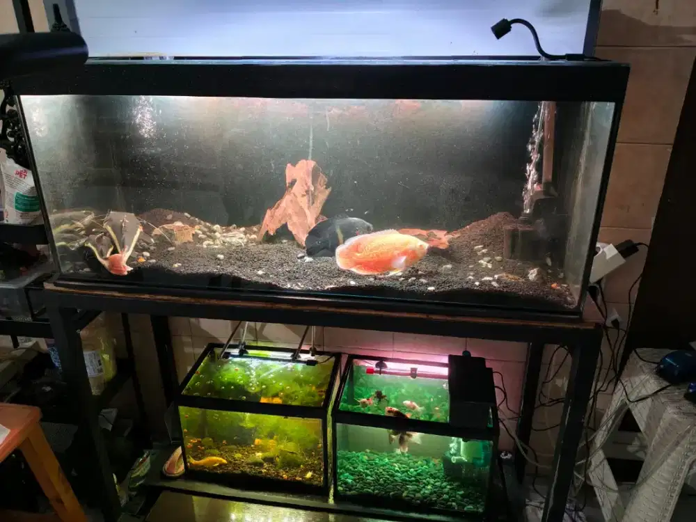 Aquarium 100x40x40 beserta ikan dan perlengkapanya
