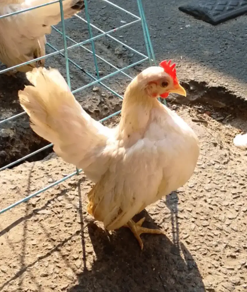 Ayam Serama Indukan
