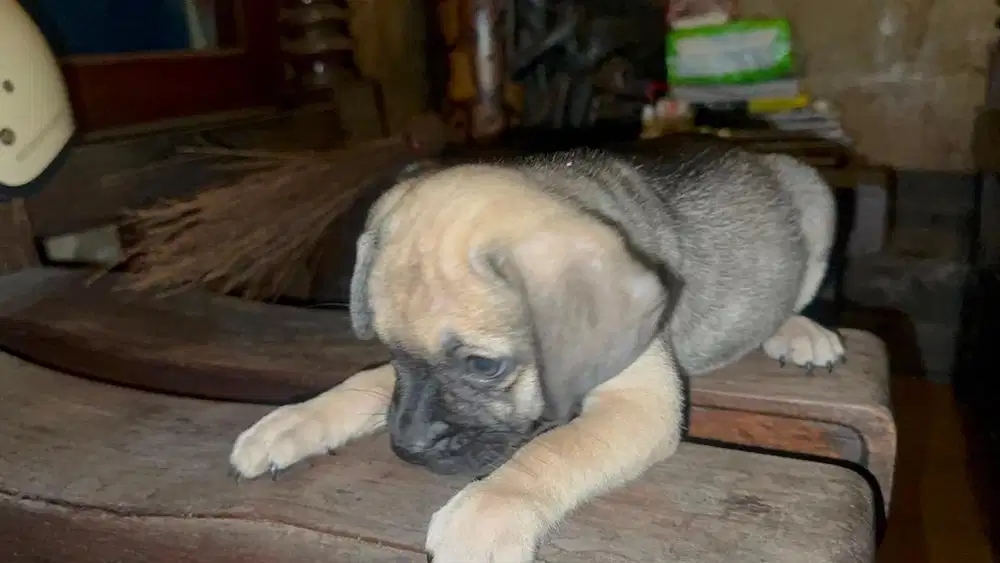 Jual anjing mix pom pug