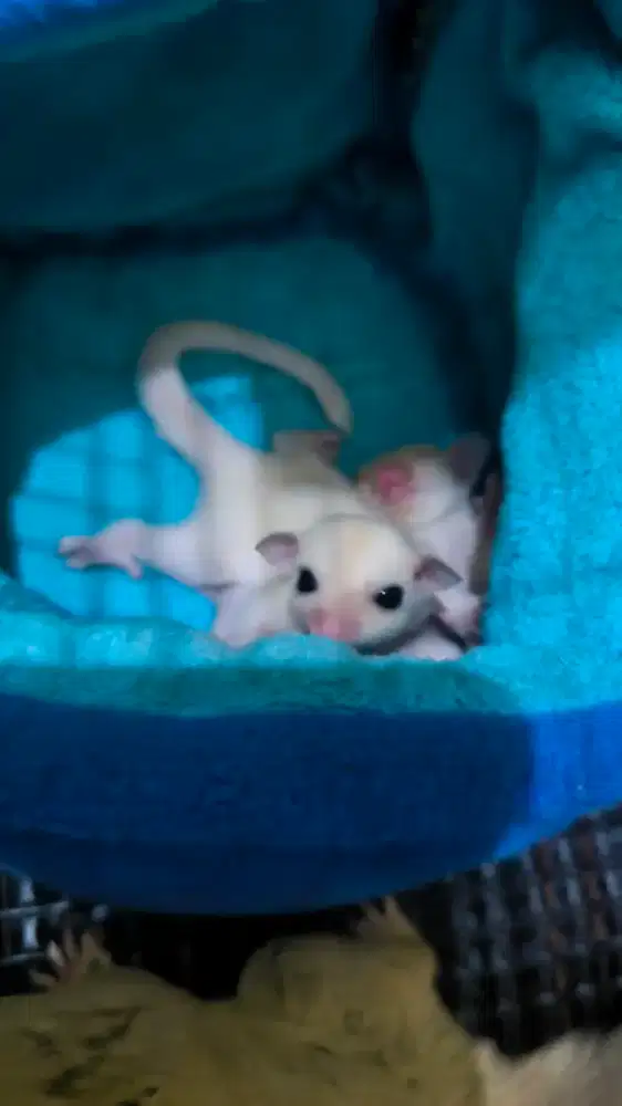 Sugar Glider Leucistic