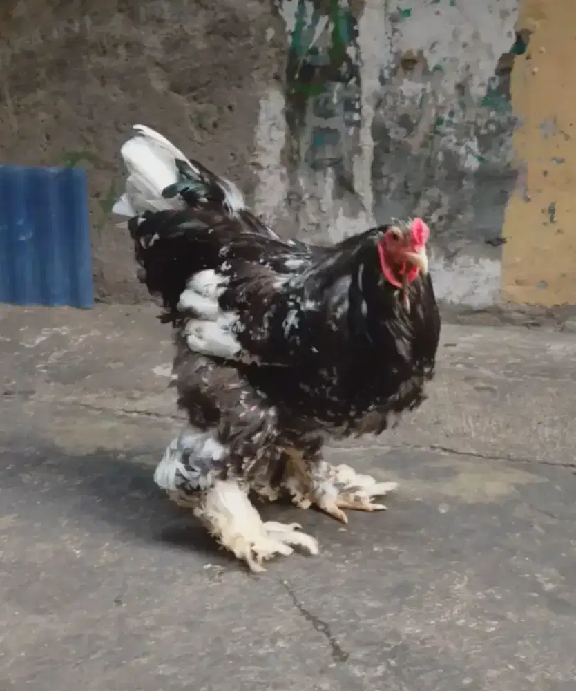 Ayam Brahma black motled