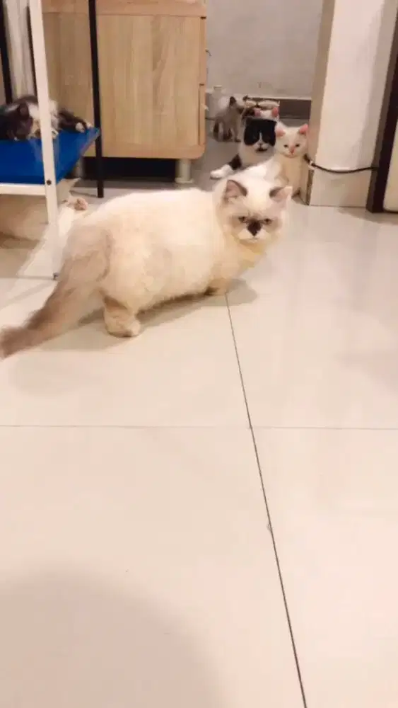Munchkin BSH Ragdoll Jantan