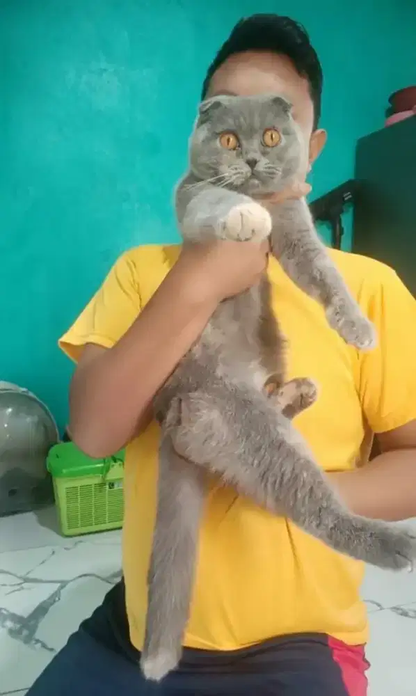 Betina calon indukan