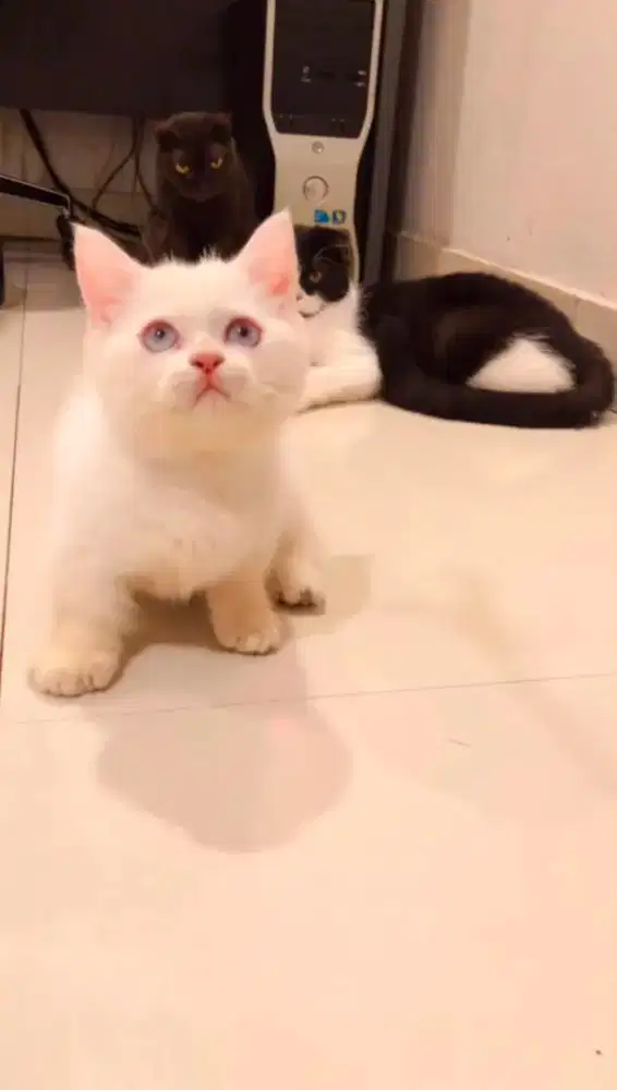 Munchkin BSH Jantan