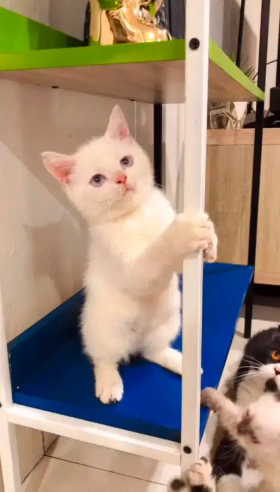 Munchkin NS BSH Jantan