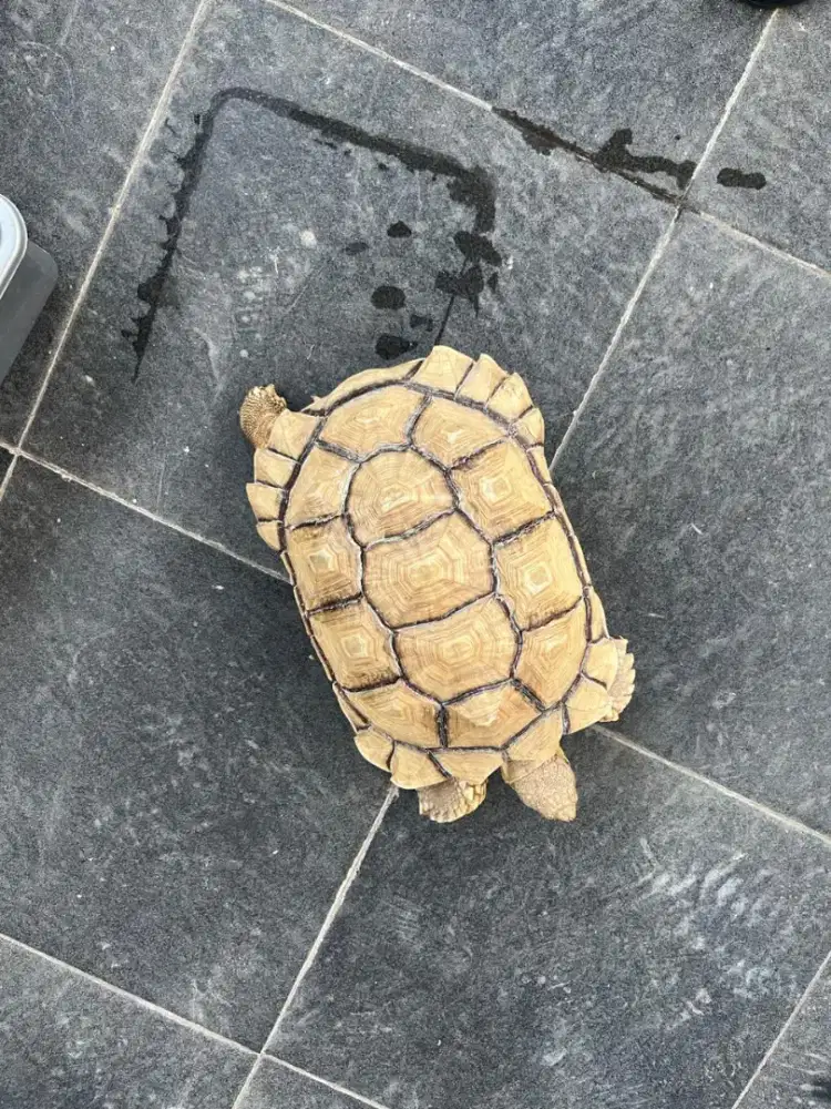 KURA KURA SULCATA 32 CM SUPER CERAH