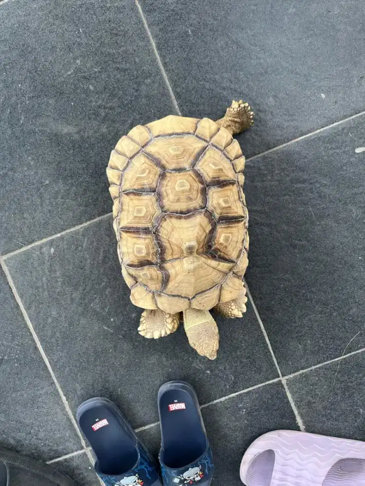 Kura kura sulcata jantan less scute unik