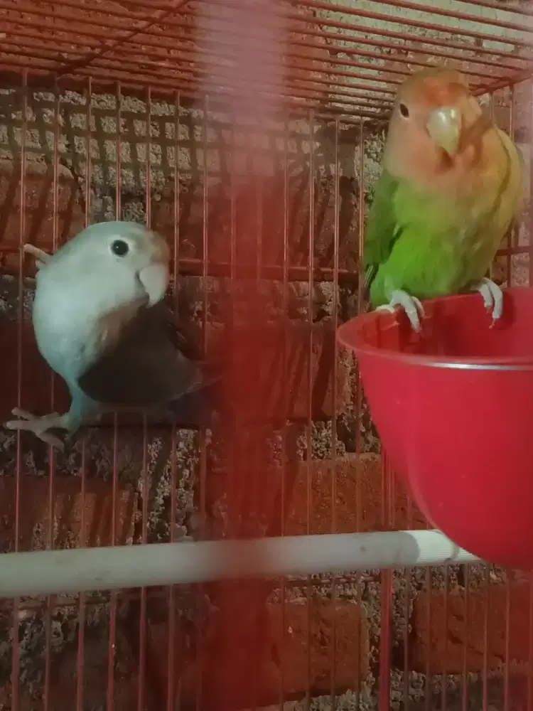 burung lovebird