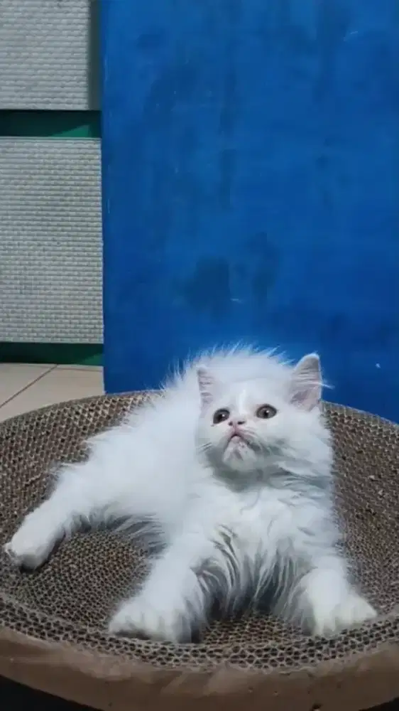 Ready kitten Persia