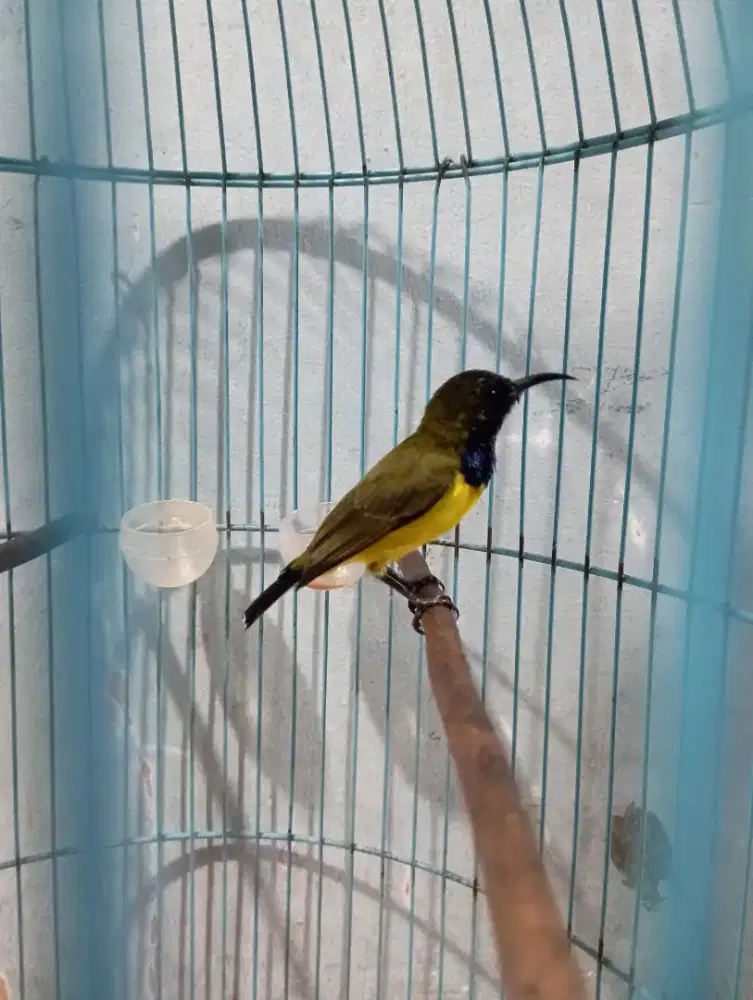 Burung so gon Rajin bunyi ngeleper masteran murai