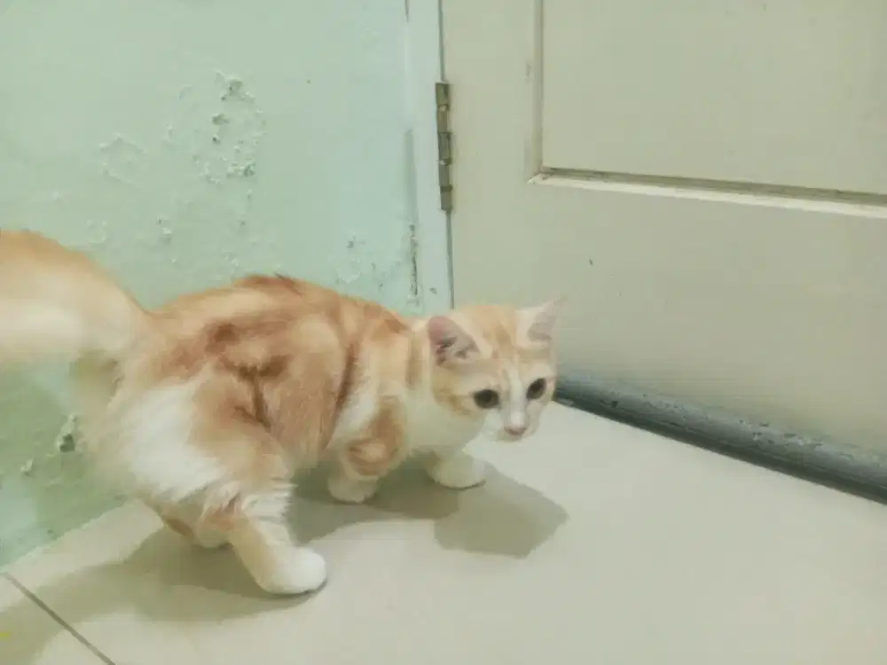 Munchkin betina