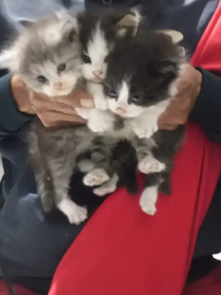 Dijual kitten (anak kucing) persis medium