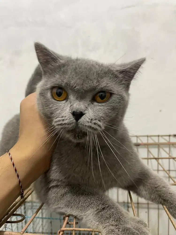 Kucing BritishShort Hair