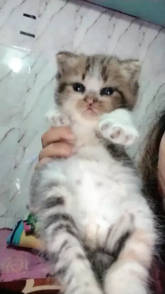 Lepas adopt kitten Persia Betina mix
