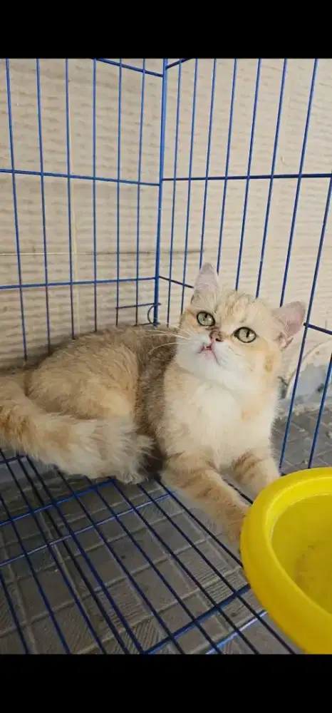 BSH GOLDEN NY12 BETINA