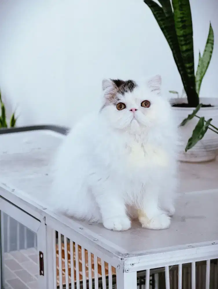 Persian Lg Hair Betina 10 Blln Manja, Kualitas Bagus, Siap Kesayangan