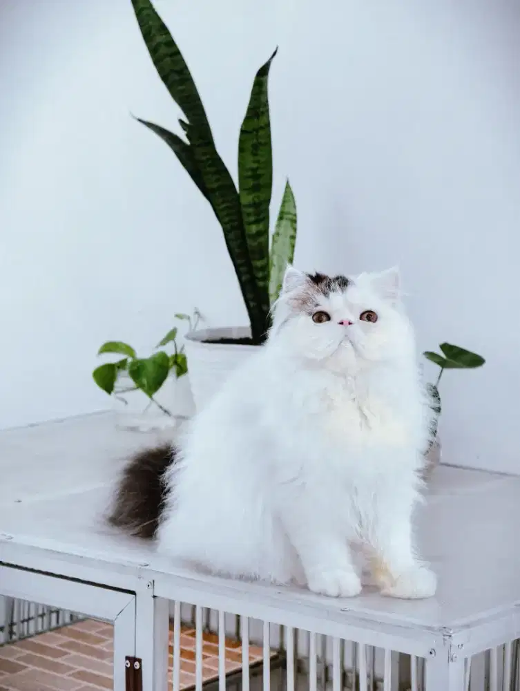 Persian Lg Hair Betina 10 Blln Manja, Kualitas Bagus, Siap Kesayangan