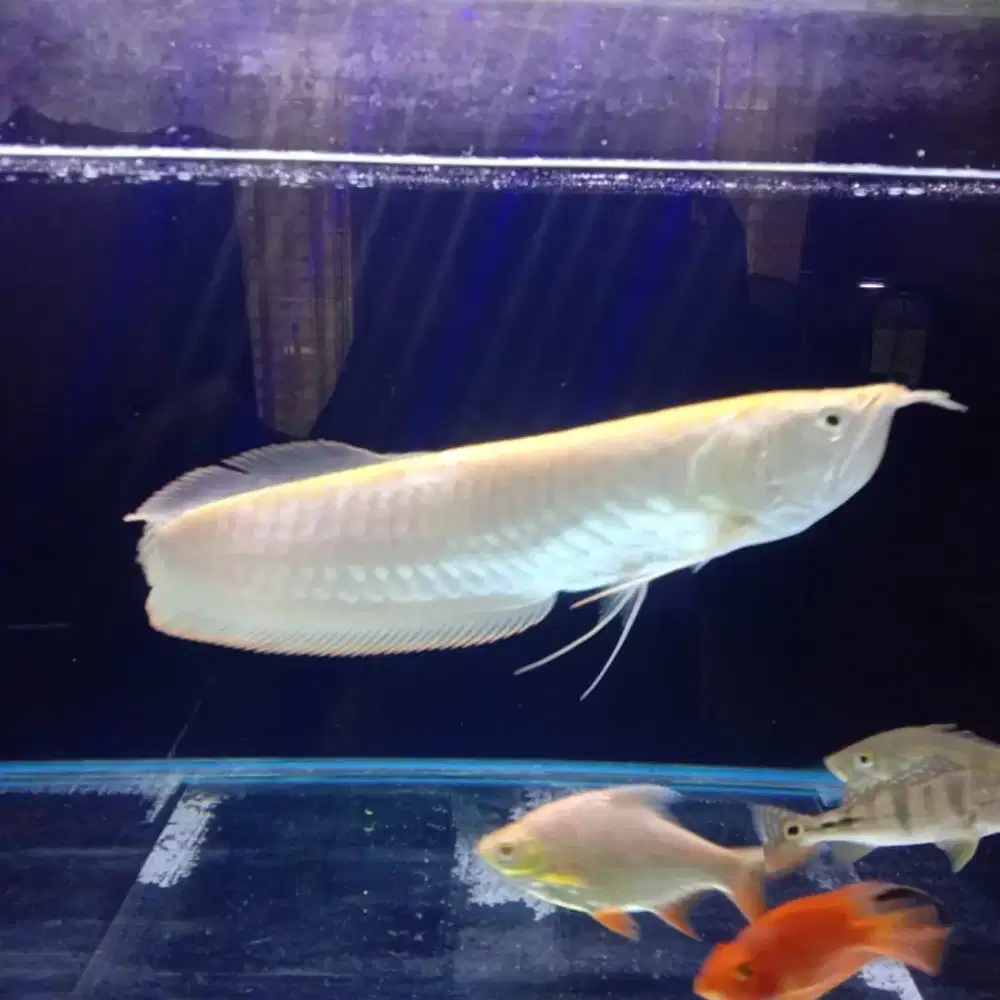 Arwana silver albino 50cm