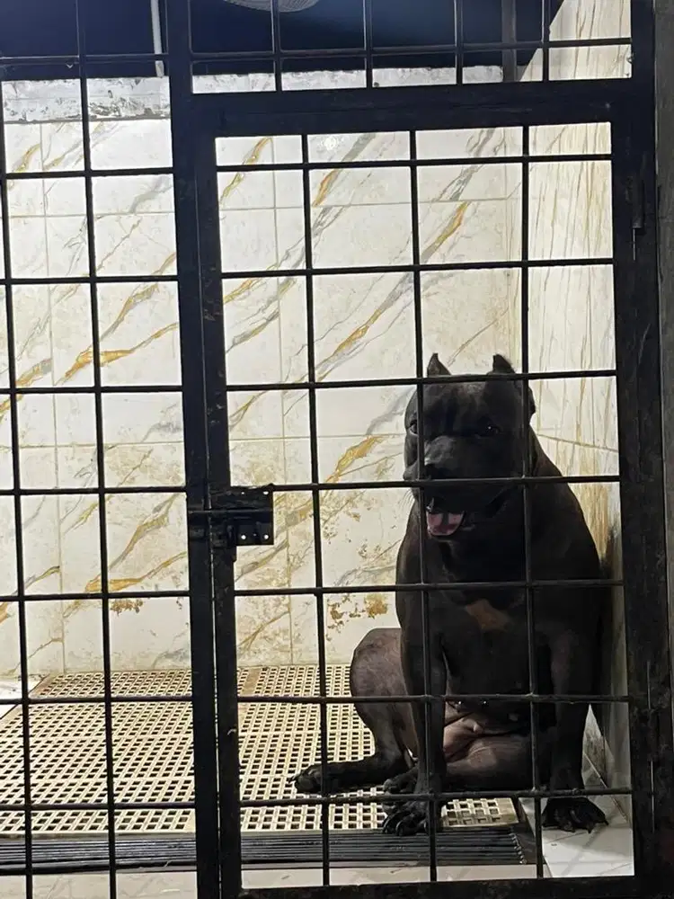 Pitbull Betina Hitam