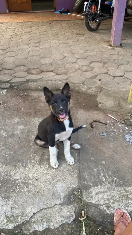 anjing ras besar