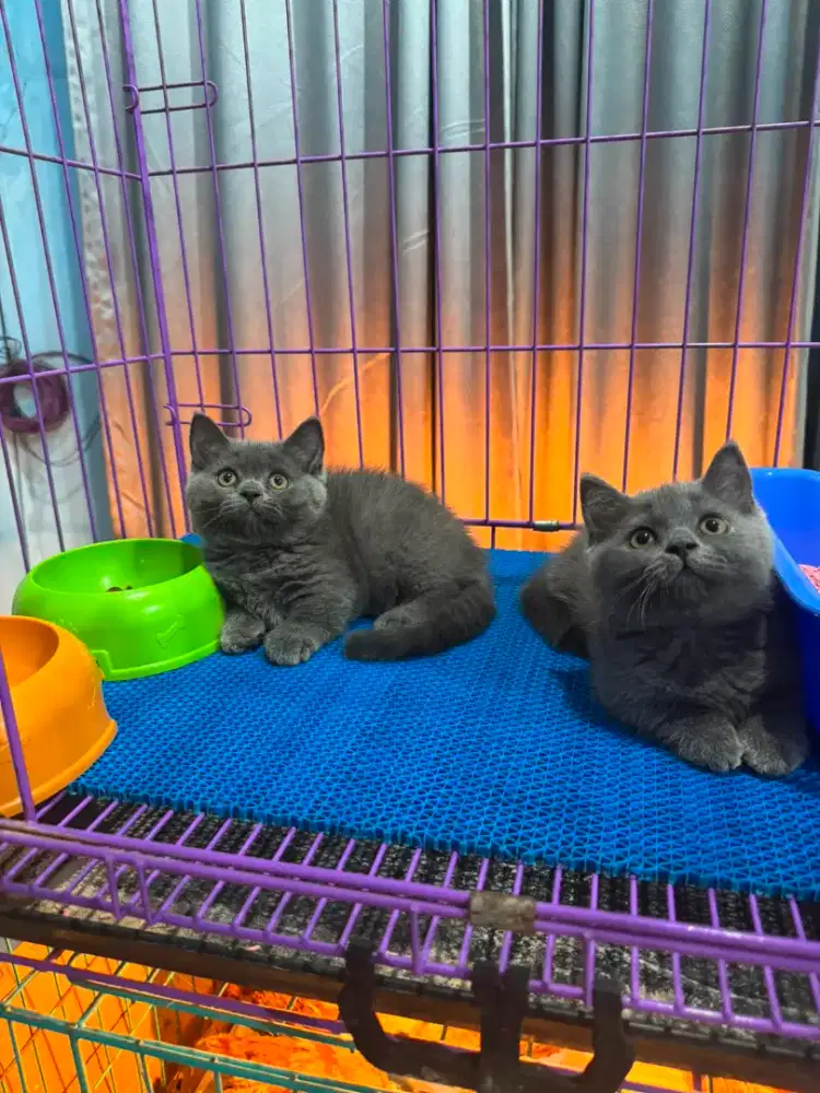 kitten british shorthair munchin kaki cebol betina istimewa