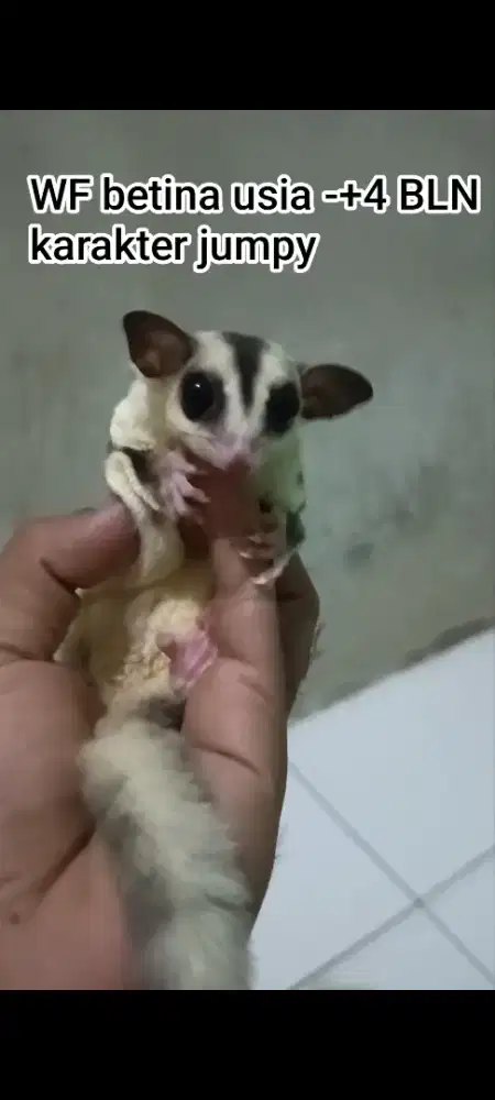 Sugar glider white face betina