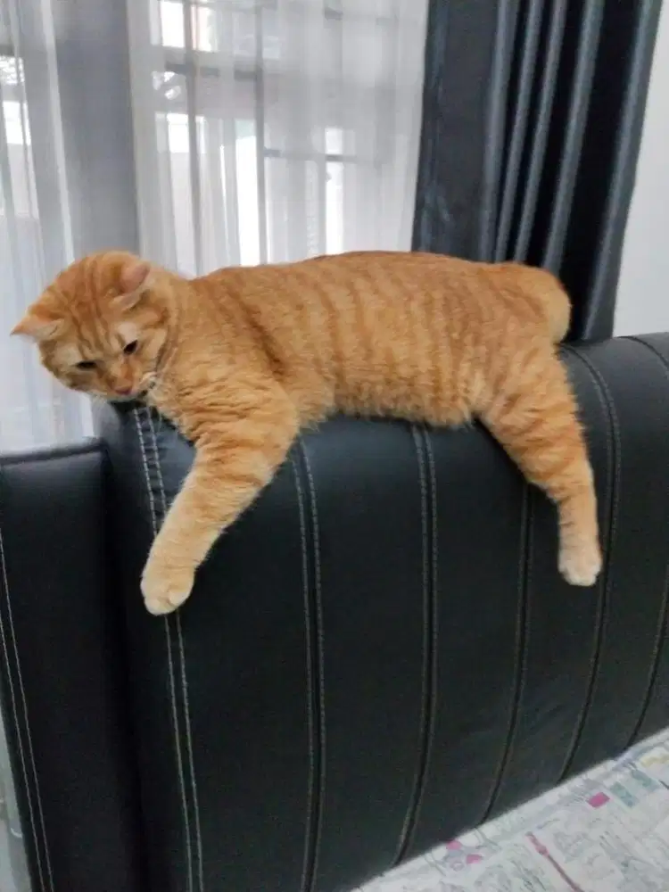 Open adopsi kucing Persia Short hair