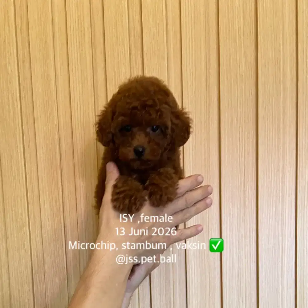 Toy poodle lucu imut jantan betina