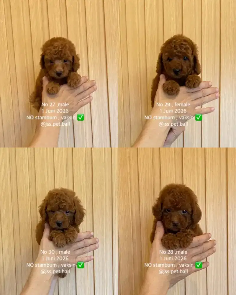 Toy poodle non stambum lucu